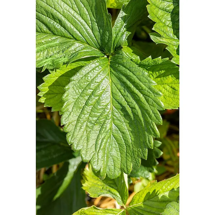 Erdbeere 6er Pack - Fragaria ananassa 'El Santa', 6 Stk., Erntezeit: Juni - Nahaufnahme eines grünen Erdbeerblattes mit ausgeprägten Adern und gezackten Rändern, das die Gesundheit und Vitalität der Pflanze hervorhebt.