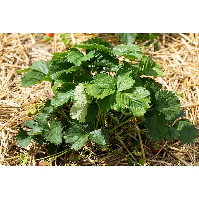 Erdbeere 6er Pack - Fragaria ananassa 'El Santa', 6 Stk., Erntezeit: Juni - Nahaufnahme eines Erdbeerpflanze mit grünen Blättern und ein paar roten Erdbeeren, umgeben von Stroh. Die Blätter sind saftig grün.