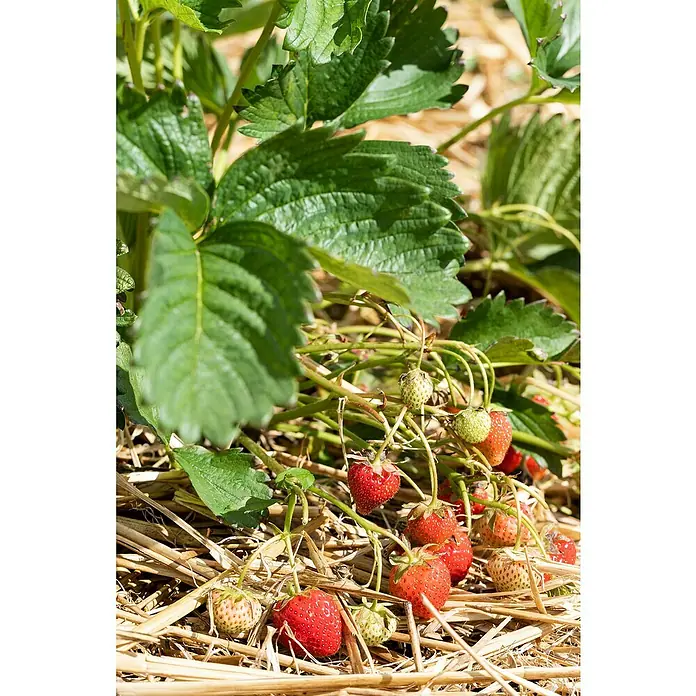Erdbeere 6er Pack - Fragaria ananassa 'El Santa', 6 Stk., Erntezeit: Juni - Nahaufnahme von reifen und unreifen Erdbeeren, die an der Pflanze hängen, mit grünen Blättern und Stroh im Hintergrund.