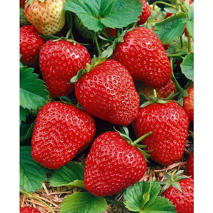 Erdbeere 6er Pack - Fragaria ananassa 'Lambada', 6 Stk., Erntezeit: Mai - Nahaufnahme von leuchtend roten, reifen und einigen blasseren, unreifen Erdbeeren zwischen grünen Blättern und Stroh.