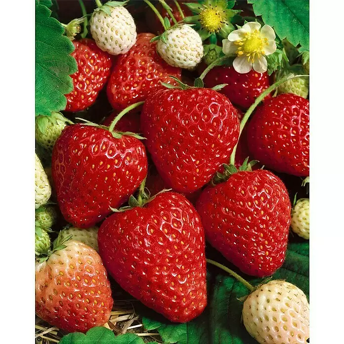 Erdbeere 6er Pack - Fragaria ananassa 'Ostara', 6 Stk., Erntezeit: Juni - Detailaufnahme