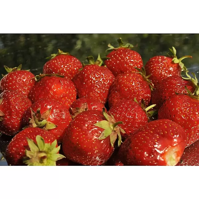 Erdbeere 6er Pack - Fragaria ananassa 'Senga sengana', 6 Stk., Erntezeit: Juni - Haufen frischer, reifer roter Erdbeeren mit grünen Stielen.