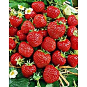 Erdbeere 6er Pack (Fragaria ananassa 'Senga sengana', 6 Stk., Erntezeit: Juni) | BAUHAUS