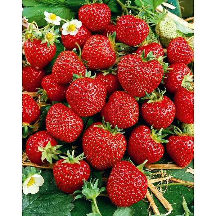 Erdbeere 6er Pack - Fragaria ananassa 'Senga sengana', 6 Stk., Erntezeit: Juni - Nahaufnahme von leuchtend roten Erdbeeren, die mit grünen Blättern und weißen Blüten ein frisches, frühlingshaftes Bild ergeben.