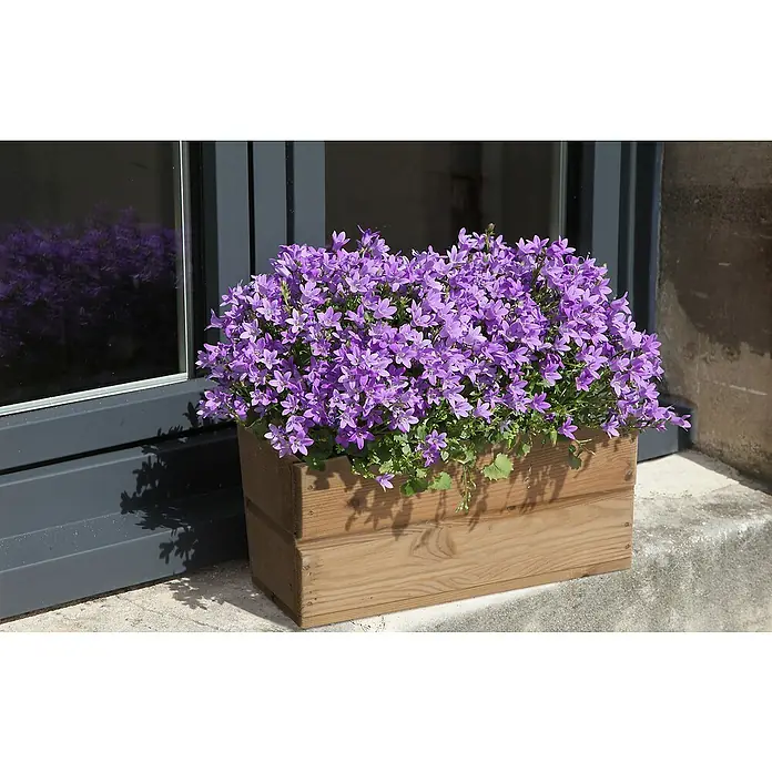 Cerland Macetero para plantas Hortense - 40 x 19 x 19 cm, Natural - Una caja de madera llena de un exuberante grupo de campanillas moradas está colocada junto a la ventana, con su reflejo visible.