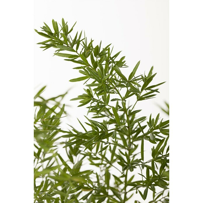 Grünpflanzen (3 Stk., Topfgröße: 12 cm)