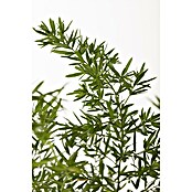 Grünpflanzen (3 Stk., Topfgröße: 12 cm)
