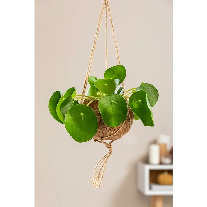 Piardino Glückstaler Rosso - Pilea peperomioides, Grün/Rot - Nahaufnahme einer hängenden Ufopflanze (Pilea peperomioides) in einem Kokosfaser-Kokedama mit Juteseilaufhängung vor hellem Hintergrund.