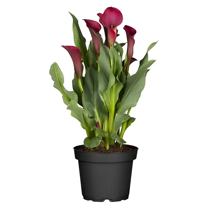 Piardino Zimmercalla - Zantedeschia aethiopica, Topfgröße: 14 cm, Sortenabhängig - Elegante rote Calla-Lilien in einem schlichten schwarzen Topf. Diese Zimmerpflanze bringt zeitlose Schönheit in jeden Raum.