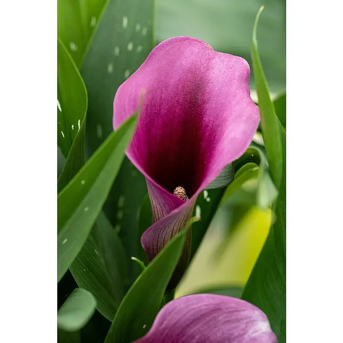 Piardino Zimmercalla - Zantedeschia aethiopica, Topfgröße: 14 cm, Sortenabhängig - Nahaufnahme einer violetten Calla-Lilie mit grünen Blättern im Hintergrund, die die Schönheit der Blume hervorhebt.