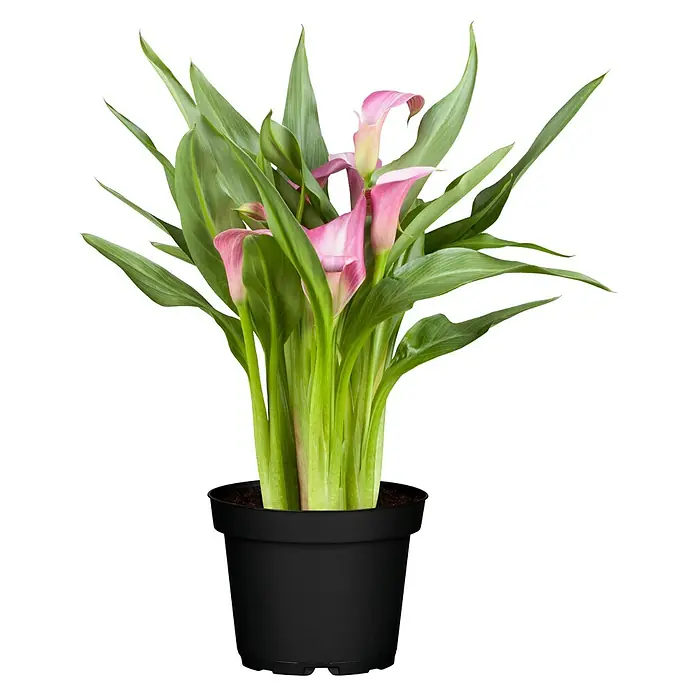 Piardino Zimmercalla - Zantedeschia aethiopica, Topfgröße: 14 cm, Sortenabhängig - Nahaufnahme einer rosa Calla-Lilie in einem schwarzen Topf, die Eleganz und natürliche Schönheit in Innenräume bringt. Dekoratives Element.