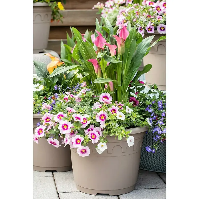 Piardino Zimmercalla - Zantedeschia aethiopica, Topfgröße: 14 cm, Sortenabhängig - Eine Nahaufnahme von Callas und Petunien, die in passenden braunen Pflanzgefäßen arrangiert sind, mit leuchtenden Farbtönen und Details.