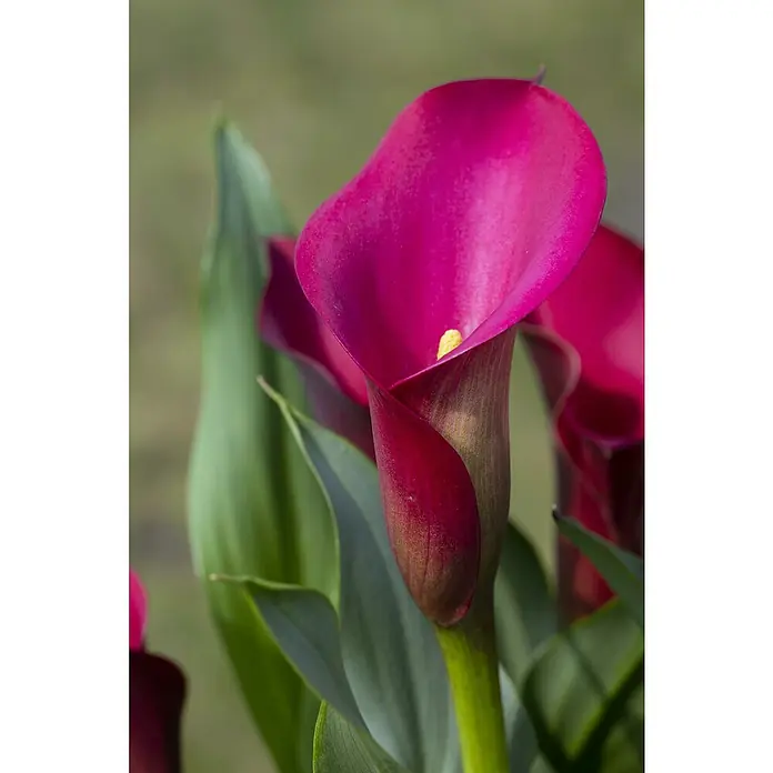 Piardino Zimmercalla - Zantedeschia aethiopica, Topfgröße: 14 cm, Sortenabhängig - Nahaufnahme einer leuchtend pinkfarbenen Calla-Lilie mit gelbem Stempel, umgeben von grünen Blättern, die ihre elegante Form betonen.