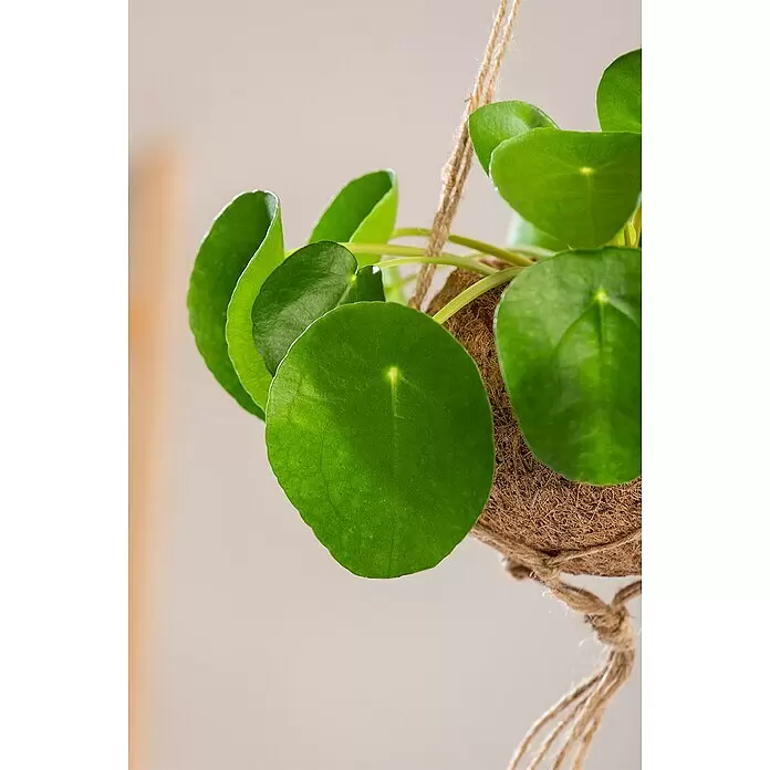 Piardino Glückstaler Rosso - Pilea peperomioides, Grün/Rot - Detailaufnahme