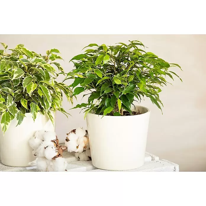 Piardino Zimmerpflanzen-Set - Ficus Mix - 3 tlg., Ficus benjamina 'Green Kinky', Ficus benjamina 'Kinky', Ficus elastica 'Abidjan' - Stimmungsaufnahme