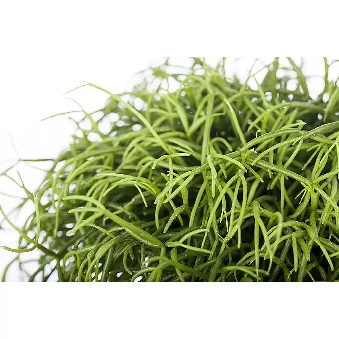 Piardino Rutenkaktus - Rhipsalis cassutha, Topfgröße: 12 cm - Nahaufnahme einer üppigen, leuchtend grünen Pflanze mit vielen dünnen, verzweigten, segmentierten Stängeln.