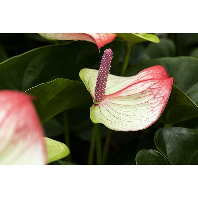Flamingoblume (Anthurium andreanum, Topfgröße: 17 cm) | BAUHAUS