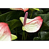 Flamingoblume (Anthurium andreanum, Topfgröße: 17 cm) | BAUHAUS