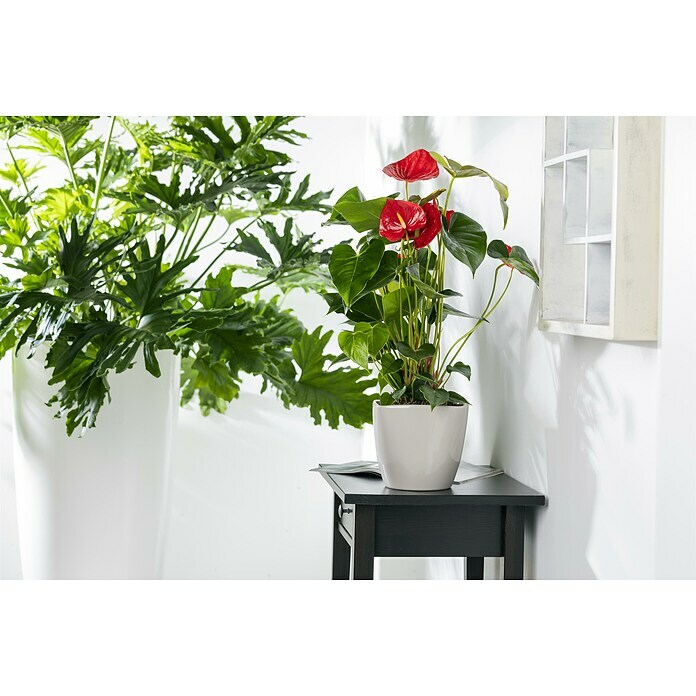Flamingoblume (Anthurium andreanum, Topfgröße: 17 cm) | BAUHAUS