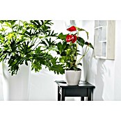 Flamingoblume (Anthurium andreanum, Topfgröße: 17 cm) | BAUHAUS