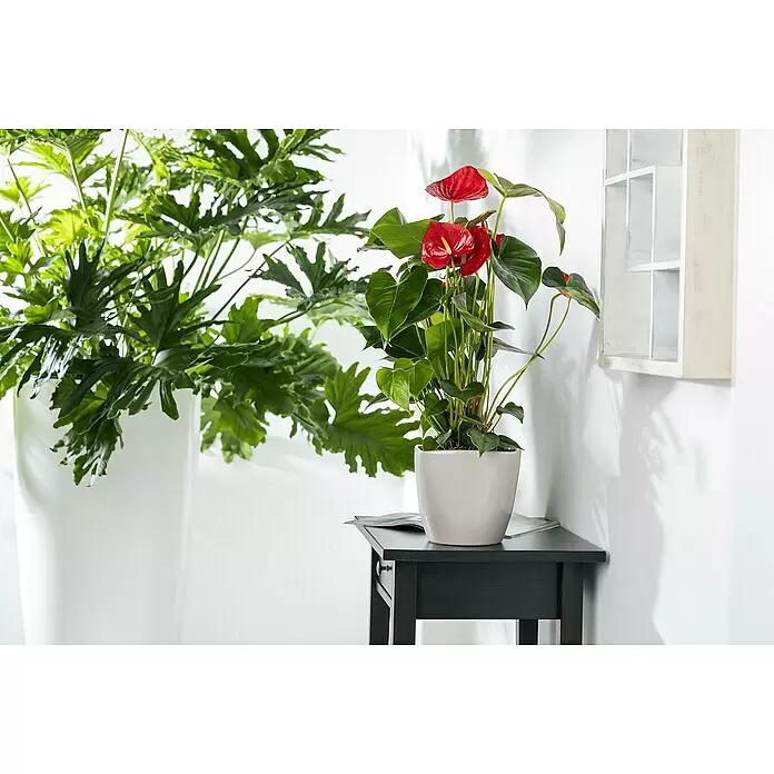 Piardino Flamingoblume - Anthurium x andreanum, Topfgröße: 21 cm, Dunkelrot - Stimmungsaufnahme