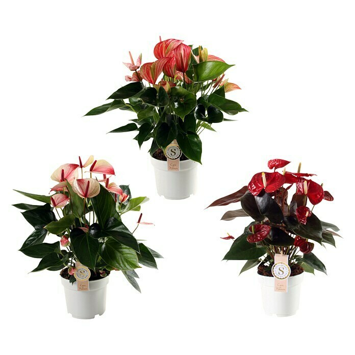 Flamingoblume (Anthurium andreanum, Topfgröße: 17 cm) | BAUHAUS