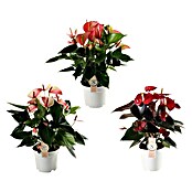 Flamingoblume (Anthurium andreanum, Topfgröße: 17 cm) | BAUHAUS
