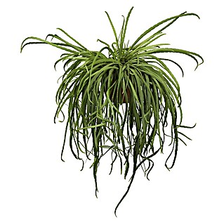 Piardino Blattkaktus Ampel (Lepismium bolivianum, Topfgröße: 21 cm)