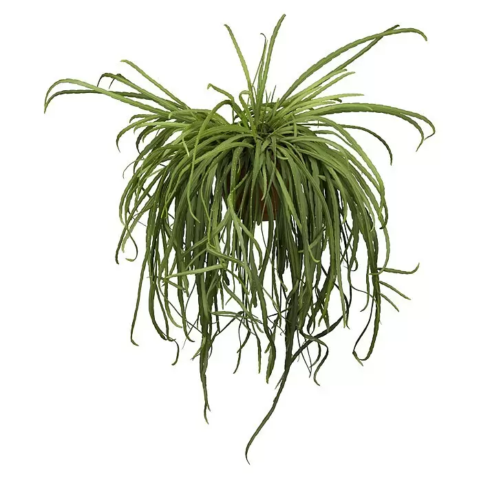 Piardino Blattkaktus Ampel - Lepismium bolivianum, Topfgröße: 21 cm - Hängende Grünpflanze mit langen, schlanken Blättern in einem braunen Topf.