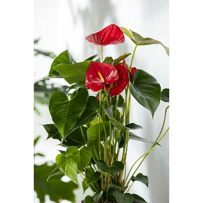 Flamingoblume (Anthurium andreanum, Topfgröße: 17 cm) | BAUHAUS