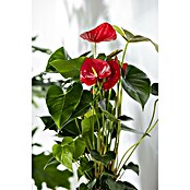 Flamingoblume (Anthurium andreanum, Topfgröße: 17 cm) | BAUHAUS