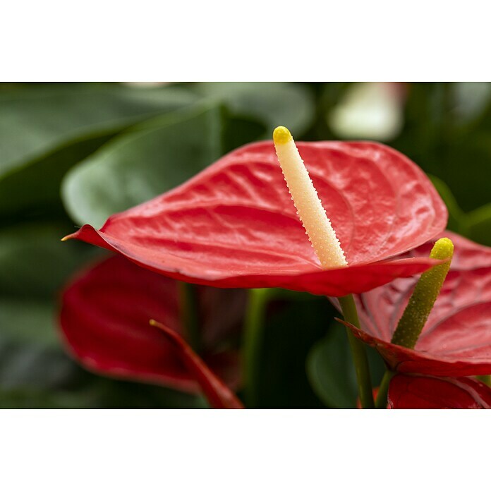 Flamingoblume (Anthurium andreanum, Topfgröße: 17 cm) | BAUHAUS