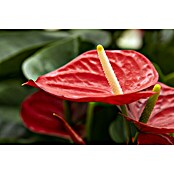 Flamingoblume (Anthurium andreanum, Topfgröße: 17 cm) | BAUHAUS