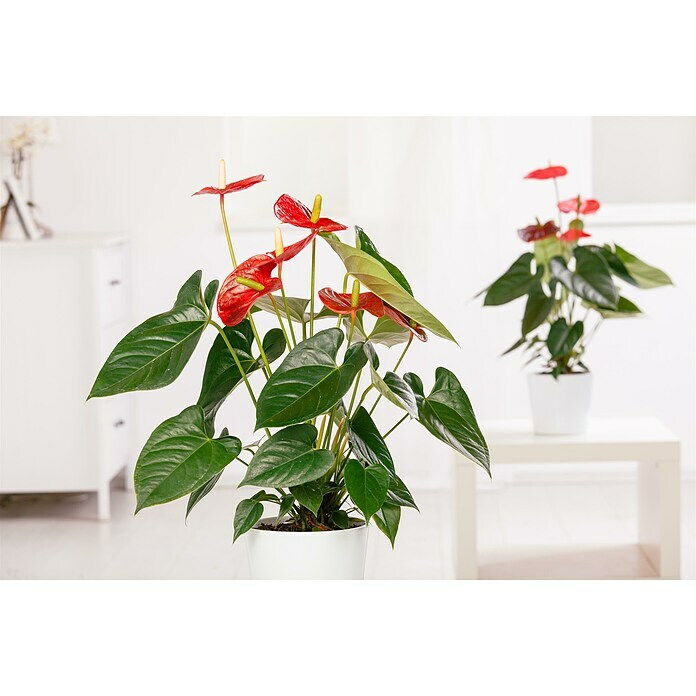 Flamingoblume (Anthurium andreanum, Topfgröße: 17 cm) | BAUHAUS