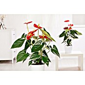 Flamingoblume (Anthurium andreanum, Topfgröße: 17 cm) | BAUHAUS
