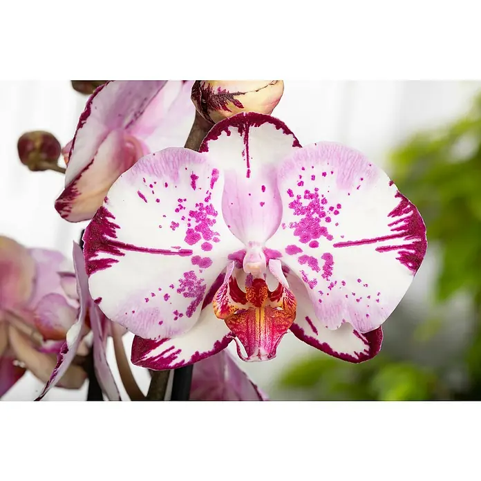Piardino Schmetterlingsorchidee - Topfgröße: 12 cm, Anzahl Triebe: 2 Stk., Aufrecht - Nahaufnahme einer wunderschönen Orchidee mit weißen Blütenblättern und purpurfarbenen Sprenkeln.