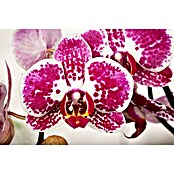 Schmetterlingsorchidee (Phalaenopsis Hybride, Topfgröße: 12 cm, Sortenabhängig, Anzahl Triebe: 3, Aufrecht überhängend)