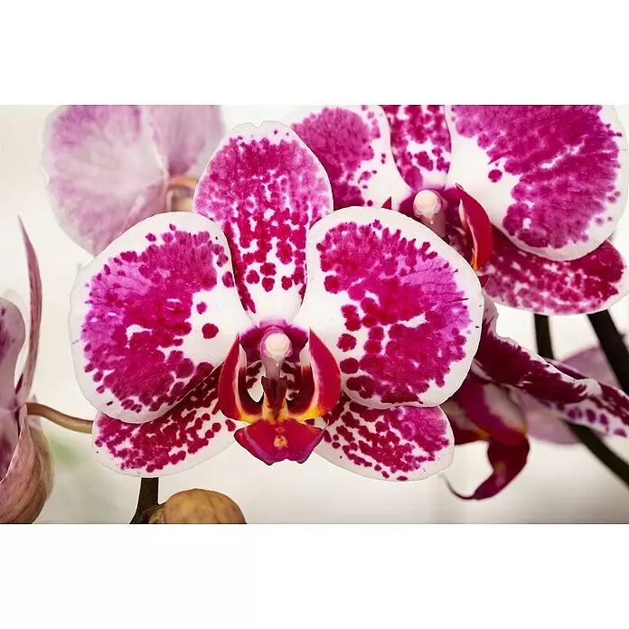 Piardino Schmetterlingsorchidee - Topfgröße: 12 cm, Anzahl Triebe: 2 Stk., Aufrecht - Nahaufnahme einer lebhaften pink-weiß gefleckten Orchideenblüte mit detaillierter roter und gelber Mitte.