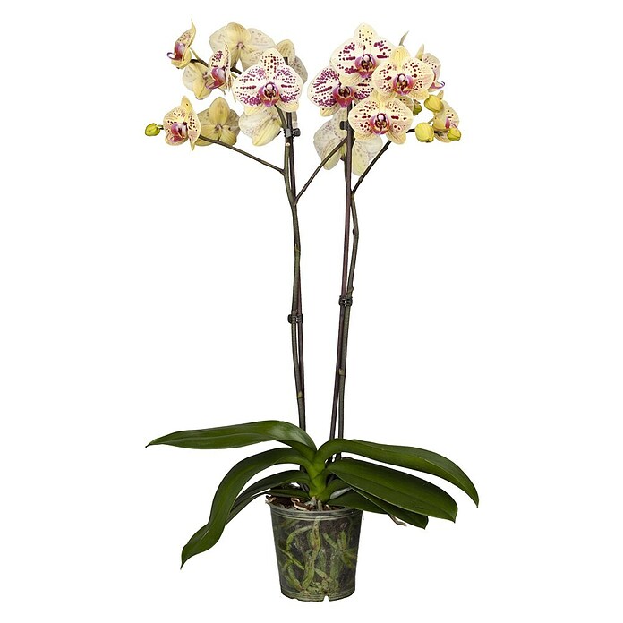 Piardino Schmetterlingsorchidee (Phalaenopsis Hybride, Topfgre: 12 cm,  Sortenabhngig, Anzahl Triebe: 2 Stk., Aufrecht) | BAUHAUS