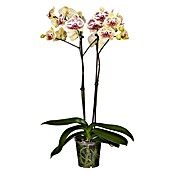 Piardino Schmetterlingsorchidee (Phalaenopsis Hybride, Topfgröße: 12 cm, Sortenabhängig, Anzahl Triebe: 2 Stk., Aufrecht) | BAUHAUS