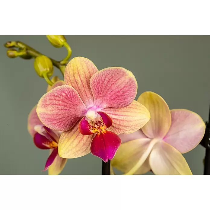 Piardino Schmetterlingsorchidee - Topfgröße: 12 cm, Anzahl Triebe: 2 Stk., Aufrecht - Nahaufnahme einer leuchtenden pink-gelben Orchidee mit detailliertem rot-gelbem Labellum, grünen Knospen am Stiel.