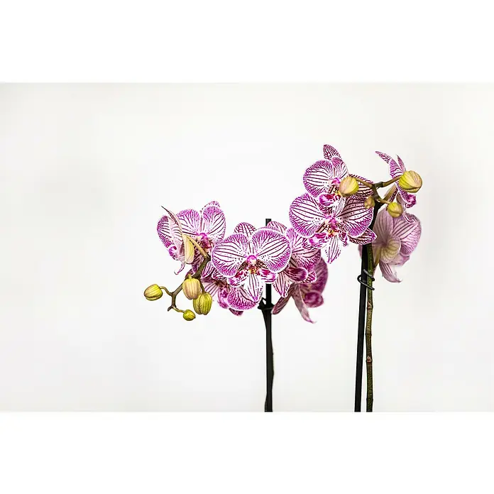 Piardino Schmetterlingsorchidee - Topfgröße: 12 cm, Anzahl Triebe: 2 Stk., Aufrecht - Nahaufnahme einer blühenden Phalaenopsis-Orchidee mit gestreiften Blütenblättern, die ihre zarte Schönheit vor einem schlichten, weißen Hintergrund präsentiert.