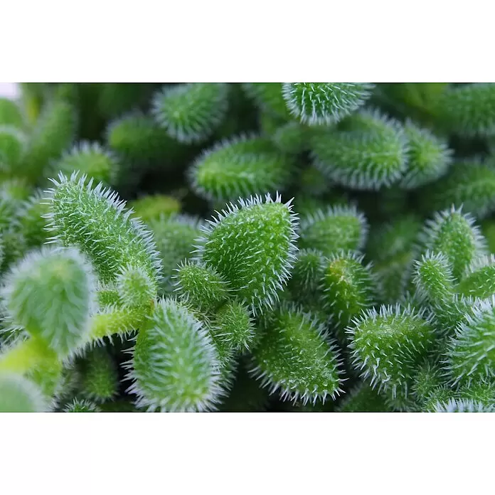 Piardino Mittagsblume Pickle Plant - Delosperma echinatum, Topfgröße: 12 cm, Weiß - Nahaufnahme einer leuchtend grünen, stacheligen Sukkulente mit zahlreichen weißen Borsten.