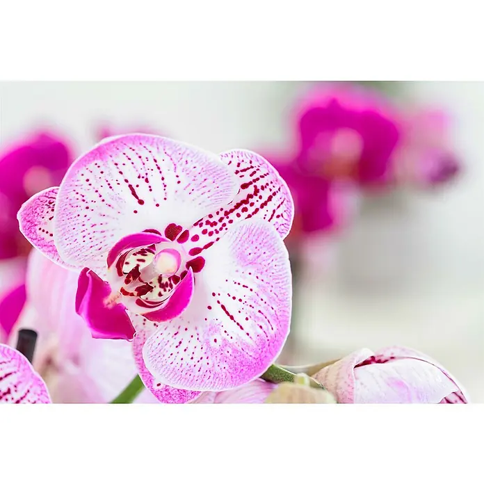 Piardino Schmetterlingsorchidee - Topfgröße: 12 cm, Anzahl Triebe: 2 Stk., Aufrecht - Nahaufnahme einer blühenden Orchidee mit weiß-pinkfarbenen Blütenblättern und roten Tupfen.