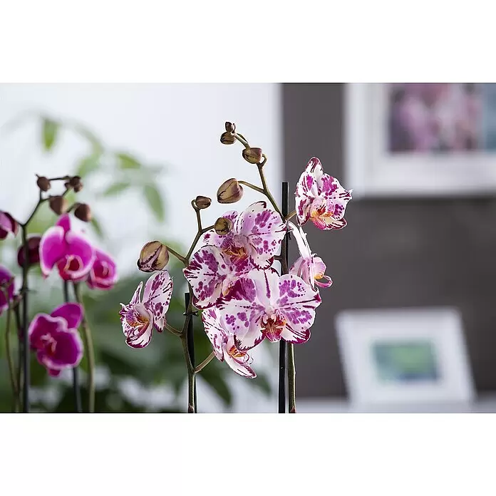 Piardino Schmetterlingsorchidee - Topfgröße: 12 cm, Anzahl Triebe: 2 Stk., Aufrecht - Lebhafte rosa-weiße Orchideen mit violetten Sprenkeln, mit vielen Blüten und geschlossenen Knospen an dunklen Stielen.