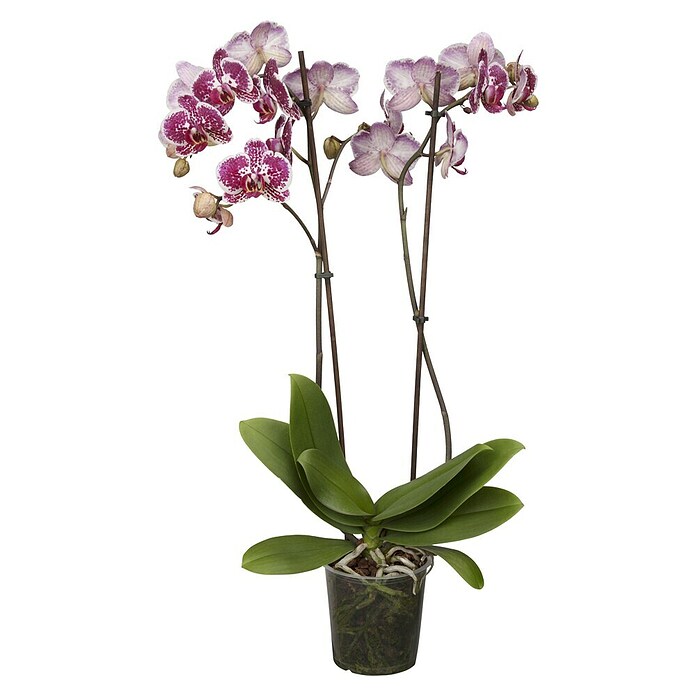 Piardino Schmetterlingsorchidee (Phalaenopsis Hybride, Topfgröße: 12 cm, Sortenabhängig, Anzahl Triebe: 2 Stk., Aufrecht) | BAUHAUS