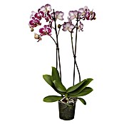 Piardino Schmetterlingsorchidee (Phalaenopsis Hybride, Topfgröße: 12 cm, Sortenabhängig, Anzahl Triebe: 2 Stk., Aufrecht) | BAUHAUS