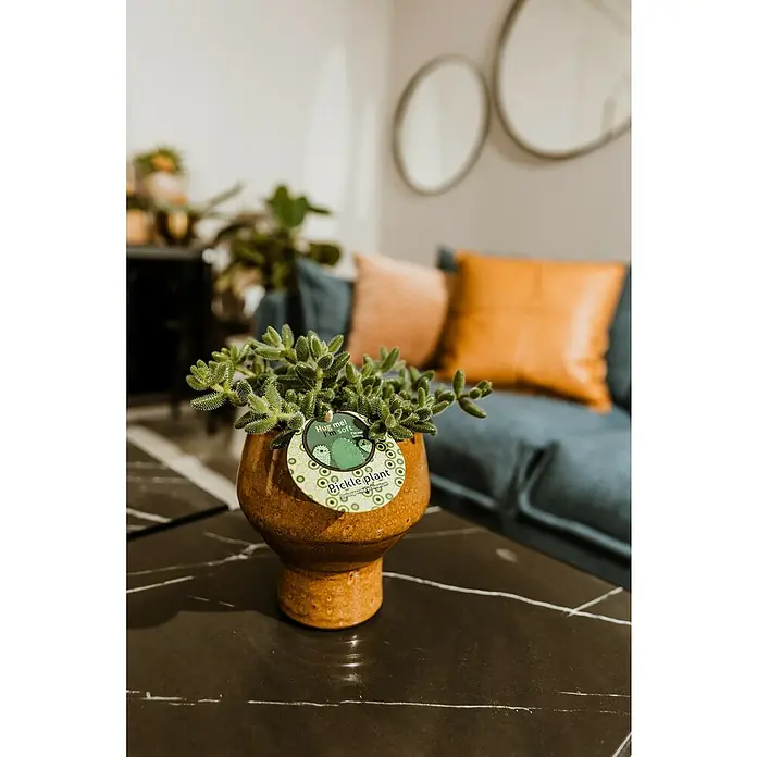 Piardino Mittagsblume Pickle Plant - Delosperma echinatum, Topfgröße: 12 cm, Weiß - Nahaufnahme einer Pickle Plant in einem braunen Topf auf einem Tisch, mit einem blauen Sofa und Kissen im Hintergrund.