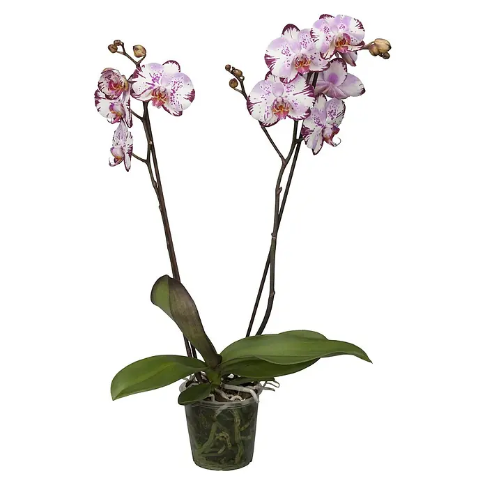 Piardino Schmetterlingsorchidee - Topfgröße: 12 cm, Anzahl Triebe: 2 Stk., Aufrecht - Nahaufnahme einer zweifarbigen Orchidee in einem durchsichtigen Topf, die die Schönheit und Zartheit der Blüten hervorhebt.