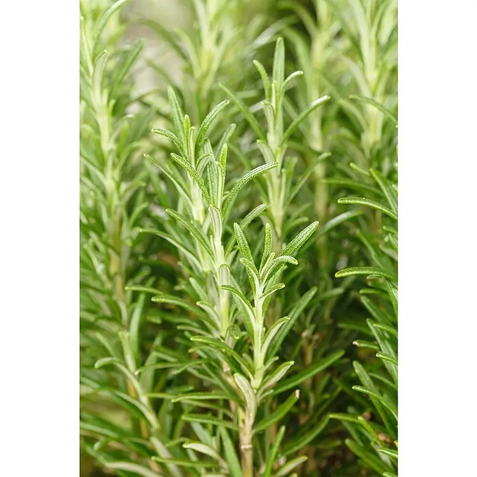 Rosmarin - Topfgröße: 7 cm, Gesamtstückzahl: 6 Stk. - Nahaufnahme von Rosmarinzweigen, die die feinen, nadelartigen Blätter und die grüne Farbe der Rosmarinpflanze hervorhebt.